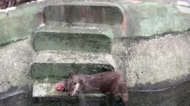 an otter enjoying his lunch