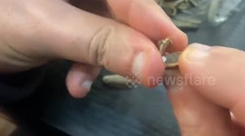 Trafficker Smuggled Drugs To Jail In Sunflower Seeds In Tripoli, Lebanon