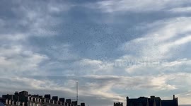 Showstopper murmuration of the Starlings of Aberystwyth, West Wales