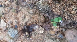 Team working Black ants carrying a dead big butterfly insect back to their nest