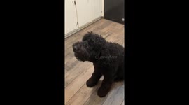 my dog eating her favorite food ice