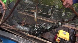 The process of making salted fish from tuakang fish, typical of Riau, uses canals