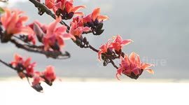 Bright red flowers bloom on Ceiba trees in Nanning, China