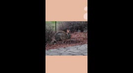 Cute short video of a momma rabbit nursing its baby bunny rabbits