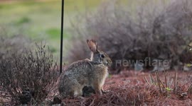 Raw video of Bunny Rabbit feeding baby bunny rabbits in a suburban yard