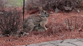 Raw footage interaction of momma bunny rabbit feeding baby bunny rabbits in a nest in suburban yard