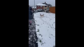 Meika the Siberian Husky's First Snow Walk | Birmingham, UK