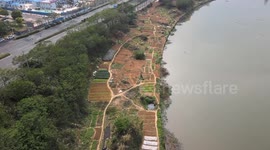 'Vegetable Brigade' reclaim land around lake for urban farming in Nanning, China