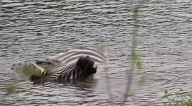 Crocodile drowns and kills zebra in Kruger Park, South Africa.