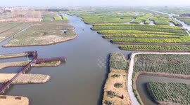 Rapeseed Flowers Tour In Xinghua, China