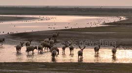 Dafeng ELKS Deer National Nature Reserve in Yancheng, China