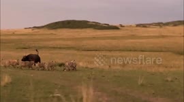 Brave buffalo escapes double attack from 15 lions and three hippos