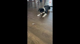 Scaredy dog keeps 'Bugging' out while playing with her new toy
