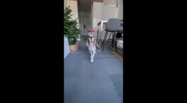 Cool Beagle totally outclasses DC League of Super-Pets with her tremendous balancing skills