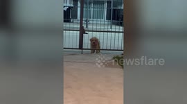 Adorable dim-witted Golden Retriever puppy thinks house gates are locked