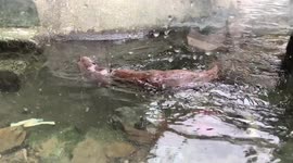 an otter eating a fish in a river