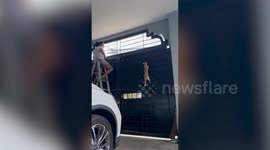 Curious pet 'ninja' cat climbs gate to check newly installed mesh screen