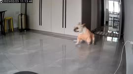 Disabled French bulldog frantically scoots along floor after hearing owner open food bag