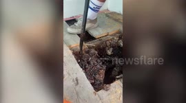 Couple discovered their home was site of giant beehive - after HONEY started dripping down the walls