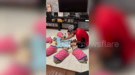 Hilarious French Bulldogs with serious faces play cards with owner