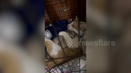 Sweet pet cat hugs prairie dog inside cage