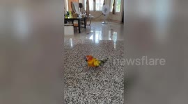 Pet sun conure bird is furious at this squeaky chicken toy