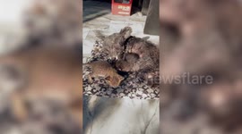 Two kittens snuggle up with pet mother dog in unlikely friendship