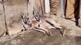 Mother kangaroo uses joey as pillow while sunbathing