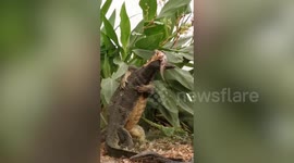 Monitor lizards tussle for fish next to vendor's stall
