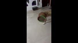 This dog has no idea how HILARIOUS it looks right now!