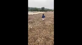 Babies love to herd ducks when trying to chase a flock of ducks so they run down to the lake