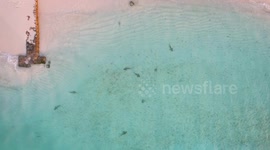 Cute reef sharks swimming in shallow water of a resort on a tropical island in Maldives.