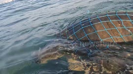 Dive instructor sets free sea turtles entangled in ghost netting in the Maldives