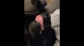 Tasty dreams