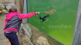 Penguin chasing girl