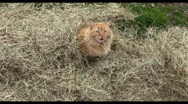 Cat uses 'expert camouflage' to hide in hay pile