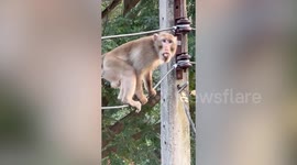 Residents chase away cheeky monkey stealing food