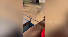 Fierce burly pitbull barks like squeaky toy