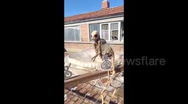 Chinese villagers baffled by mysterious animal skeleton found in abandoned rural house