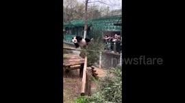 Hilarious moment panda appears to TWERK while scratching an itch in Chinese zoo