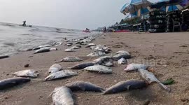 Thousands of dead fish wash up on beach in Thailand