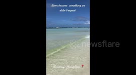 Aussie couple on holiday rescue stray dog from being put down