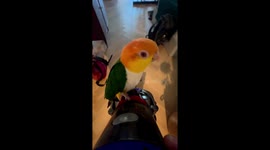 Meet Freek, the parrot who loves to ride vacuum cleaners around the house
