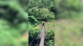 Kind hiker carries scared dog across wobbly makeshift bridge hanging over cliff