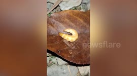 Worm glows in the dark at forest in Thailand