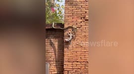 Hungry snake pounces on unsuspecting tokay gecko from behind