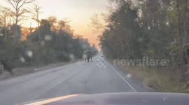 Wild elephant 'checkpoint officer' stops car for inspection