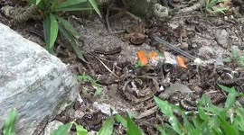 Millipedes infest Indonesia's Pesisir Barat Regency