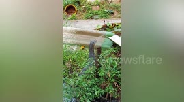 Wild monitor lizard takes a shower in resident's garden