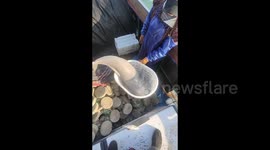 Fisherman releases endangered Chinese white dolphin after accidentally catching it in East China Sea